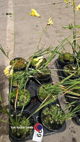 8 x Ixia Yellow Emperor, 1L pot