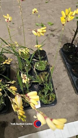 8 x Ixia Yellow Emperor, 1L pot