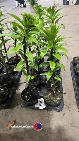 8 x Lily plants, 1L pot