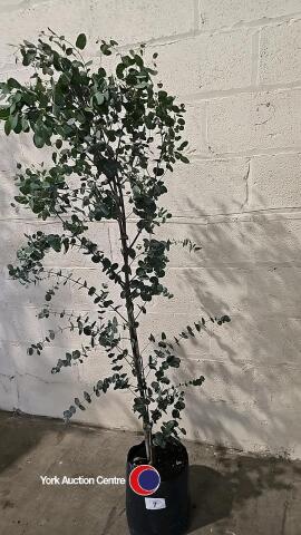 Eucalyptus Gunnii, container grown