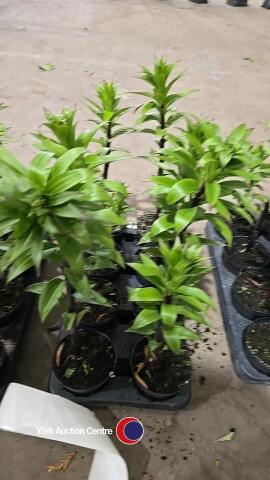 8 x Lily plants, 1L pot