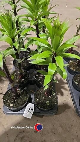 8 x Lily plants, 1L pot