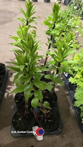 8 x Lily plants, 1L pot