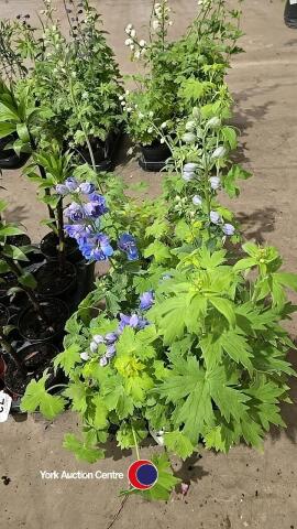 8 x Delphinium plants, 1L pot