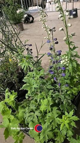 8 x Delphinium plants, 1L pot
