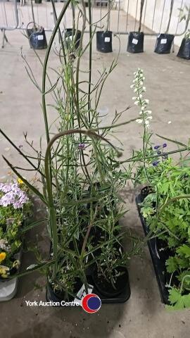 8 x Verbena Bonariensis, 1L pot