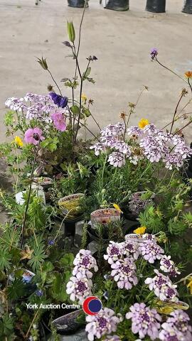 18 x Alpine plants, mixed