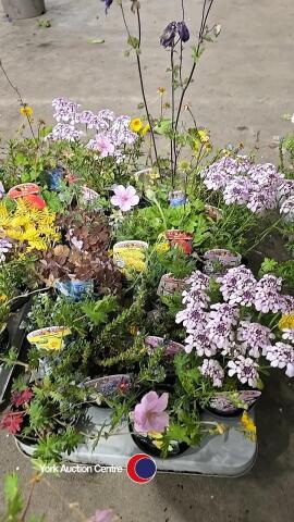 18 x Alpine plants, mixed