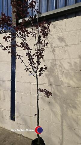 Prunus Pissardii Nigra, container grown