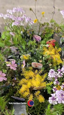 18 x Alpine plants, mixed