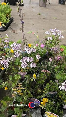 18 x Alpine plants, mixed