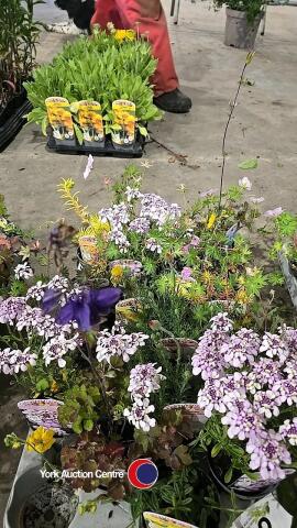 18 x Alpine plants, mixed