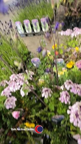 18 x Alpine plants, mixed