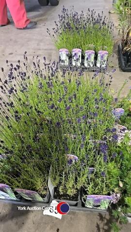 24 x Lavender plants