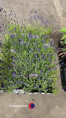 24 x Lavender plants