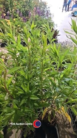 10 x Golden rod