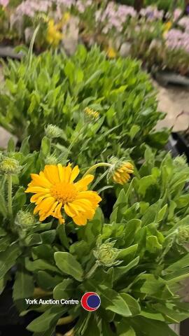 10 x Gaillardia Mesa Yellow