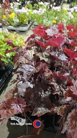 10 x Heuchera Micranthia Palace Purple