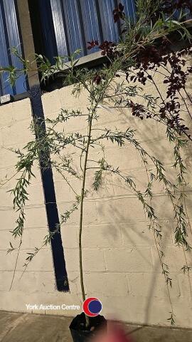 Golden weeping willow, container grown