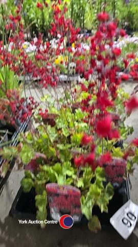 10 x Heuchera Ruby Bells