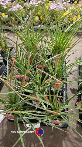 10 x Kniphofia Royal Castle Red Hot Poker