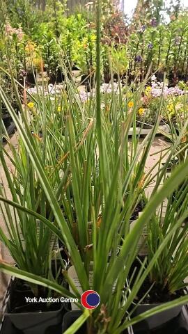 10 x Kniphofia Flamenco Red hot poker