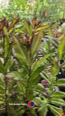 10 x Phlox Paniculata Sweet Summer pink