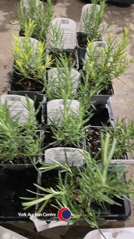 10 x Rosemary Miss Jessop