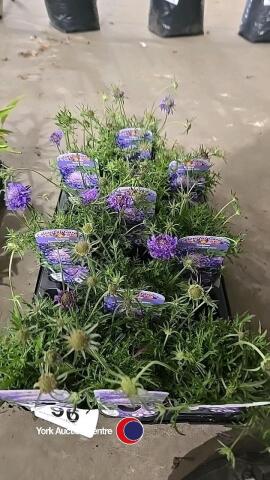 10 x Scabiosa Japonica Blue Note
