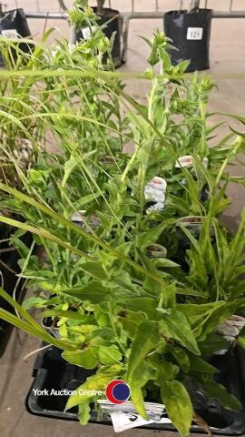 10 x Campanula Glomerata Alba