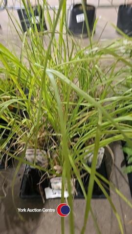 10 x Pampas Grass
