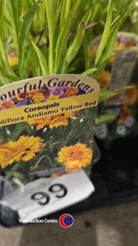 10 x Coreopsis Yellow/Red