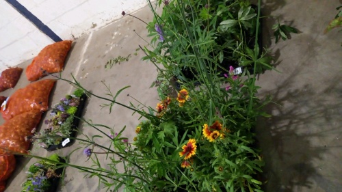 16 x mixed perennials, 1ltr pots