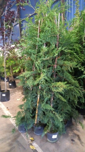 10 x green Leylandii in 5ltr pot approx 5/6ft