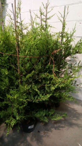 10 x golden Leylandii in 5ltr pots approx 4/5ft