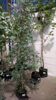 Eucalyptus container grown tree
