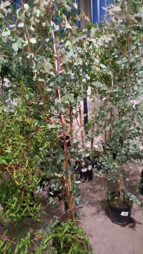 2 x Eucalyptus trees container grown