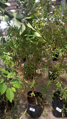 Salix Tortuosa twisted corkscrew willow, container grown