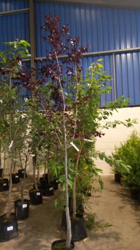 Prunus Pissardii purple foliage, pink spring flowers