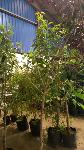 Prunus Tai-Haku Great, white cherry container grown