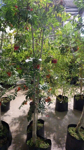 2 x Sorbus Aucuparia Mountain Ash, red berries, container grown