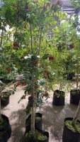 2 x Sorbus Aucuparia Mountain Ash, red berries, container grown