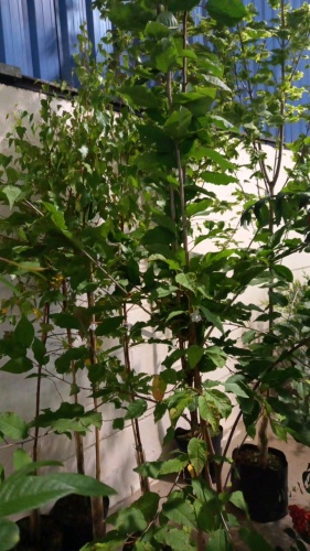 2 x Prunus Avium white cherry, container grown
