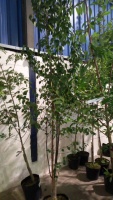 Betula Ermanii multi stemmed Silver Birch, exceptional silver branches