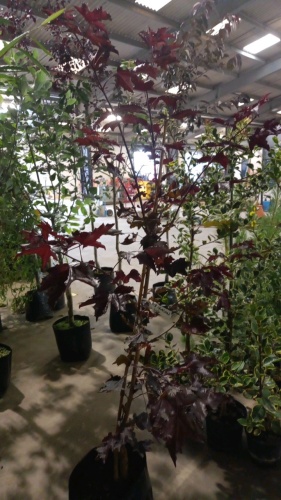 Acer Crimson King approx 5ft, container grown