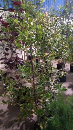 3 x Holly trees, variegated foliage approx 5ft container grown