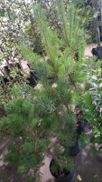 4 x Scots Pine, 5lt pot container grown