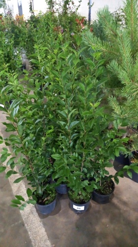10 x green Privet hedging, container grown