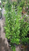 10 x green Privet hedging, container grown