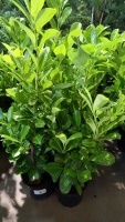 10 x bushy container grown laurels 2'6"/3'